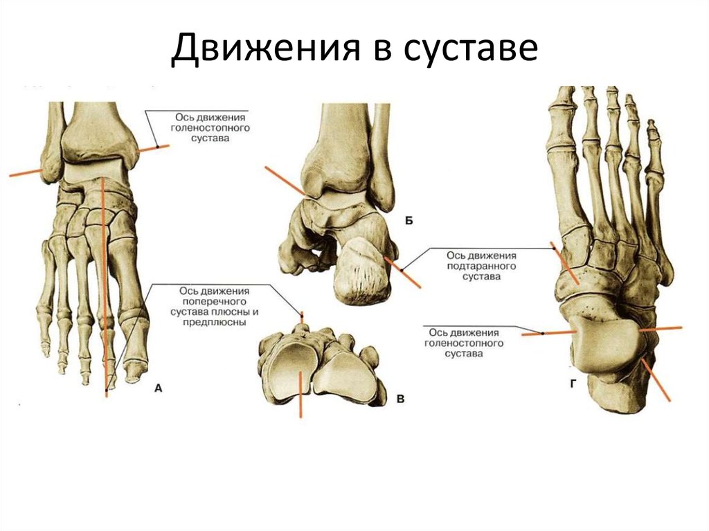 Строение стопы человека схема обозначение связок и костей