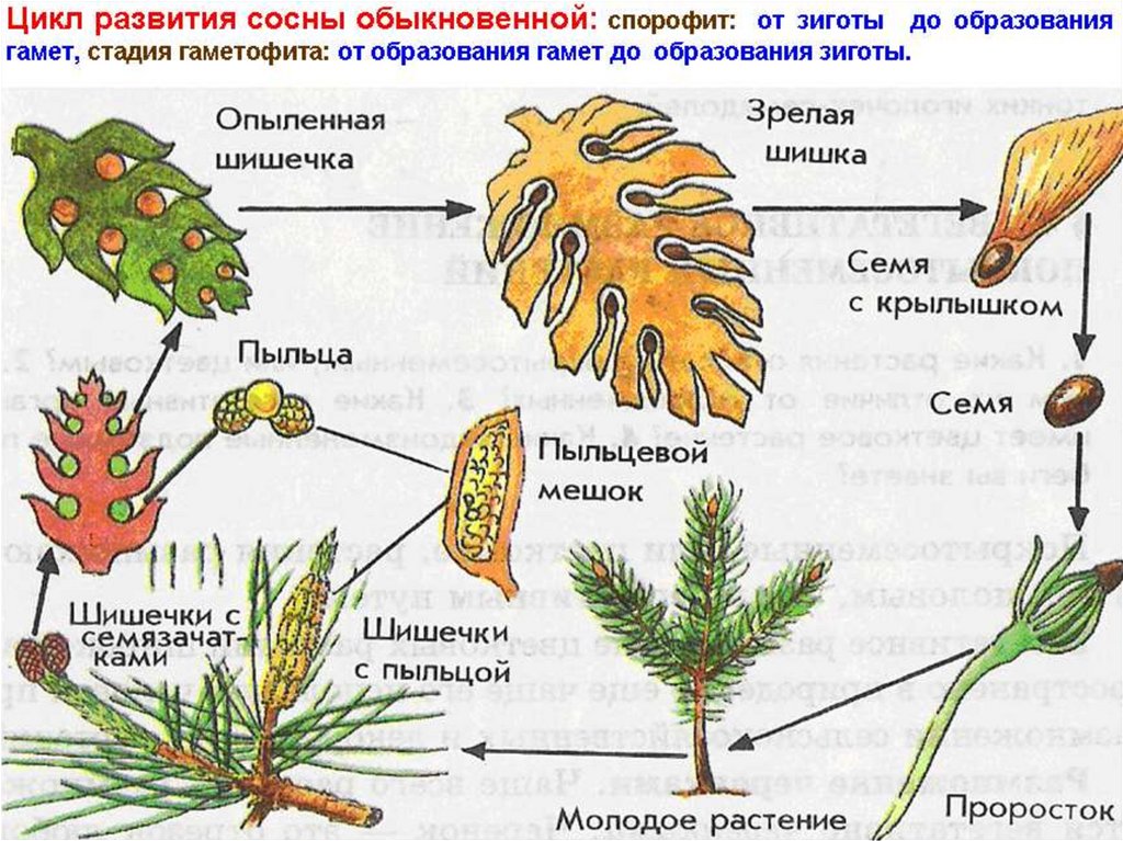 Жизненный цикл сосны рисунок