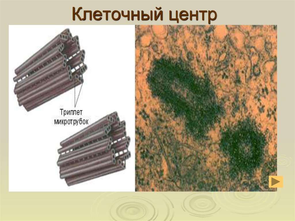 Клеточный центр картинка