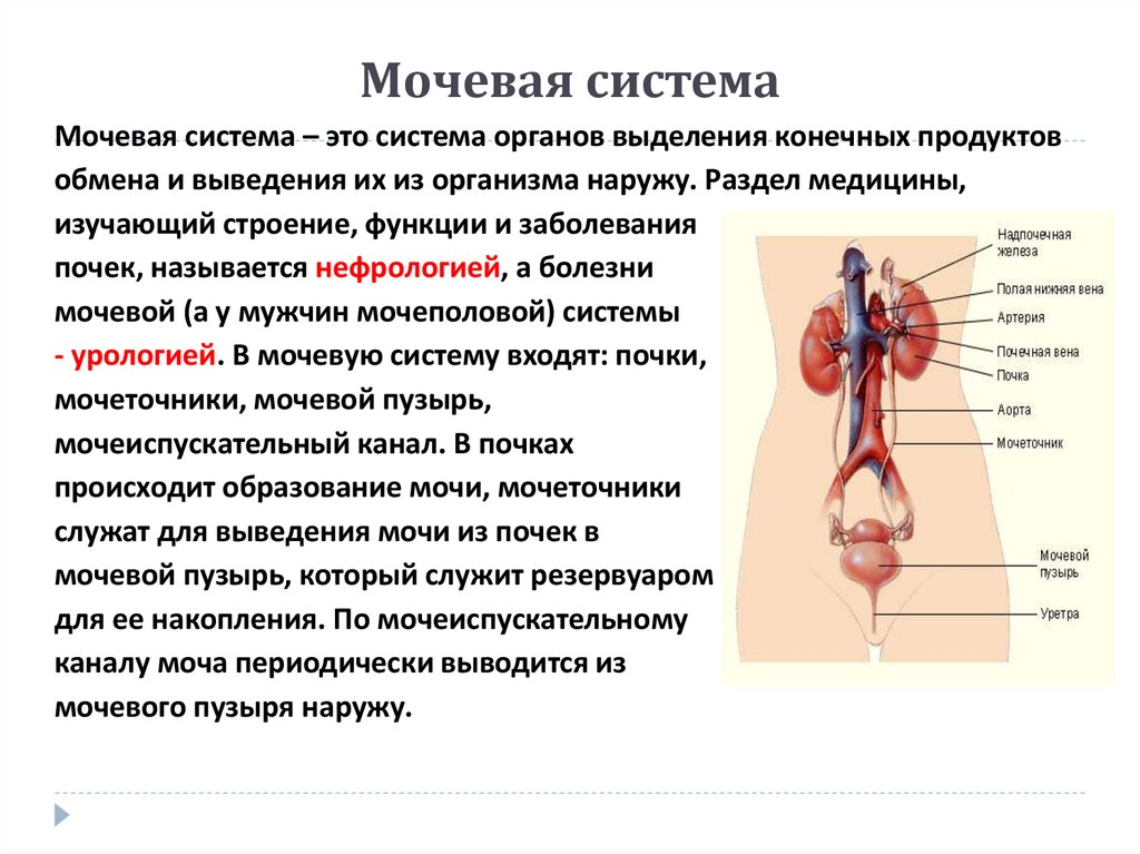 Схема мочевыделительной системы у женщин