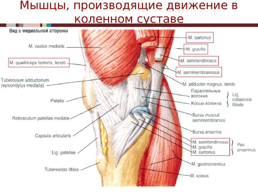 Схема мышц и связок колена