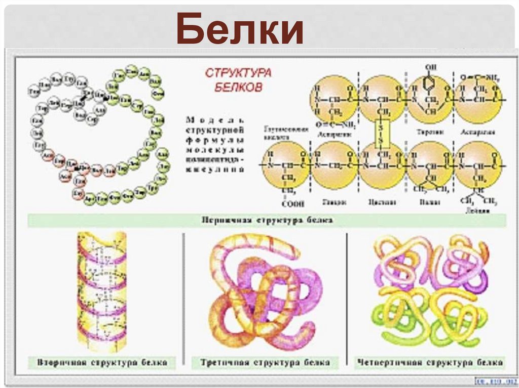 Белки рисунок биология