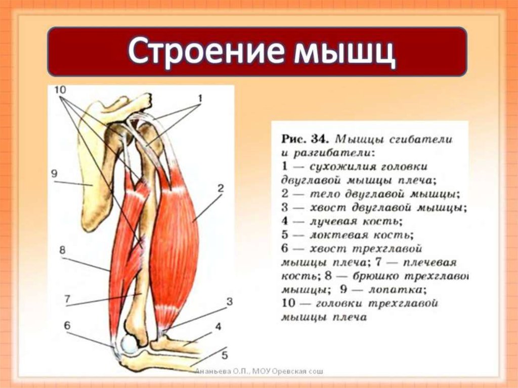 Рисунок строение скелетной мышцы