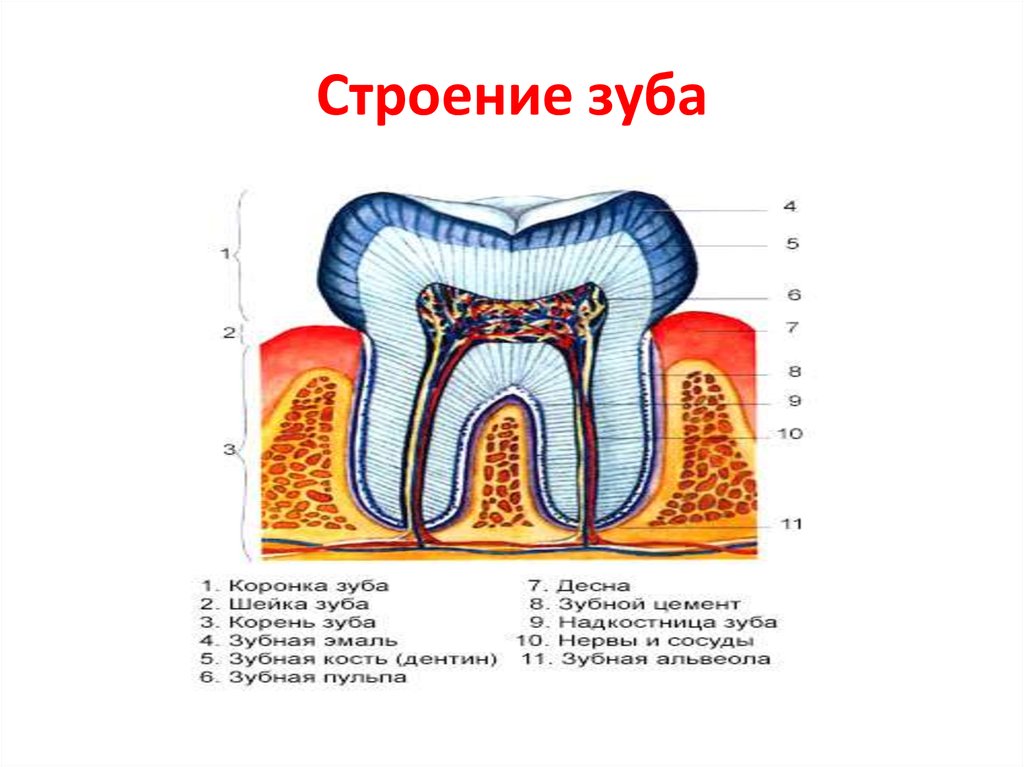 Рисунок зуба с подписями