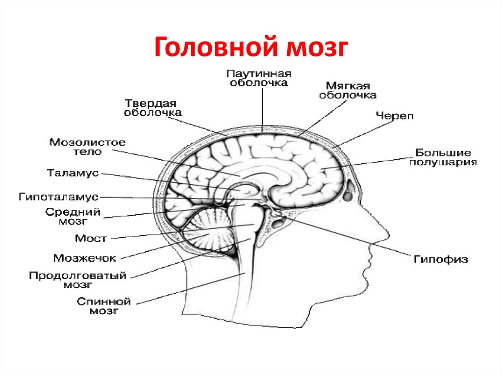 Отделы мозга картинка с подписями