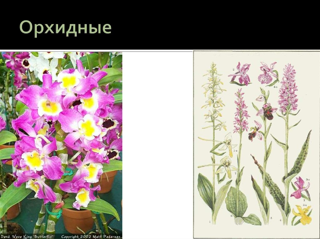 Орхидные