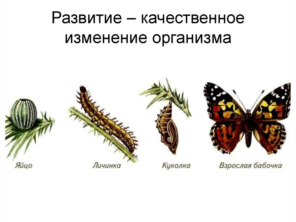 Презентация рост и развитие организмов