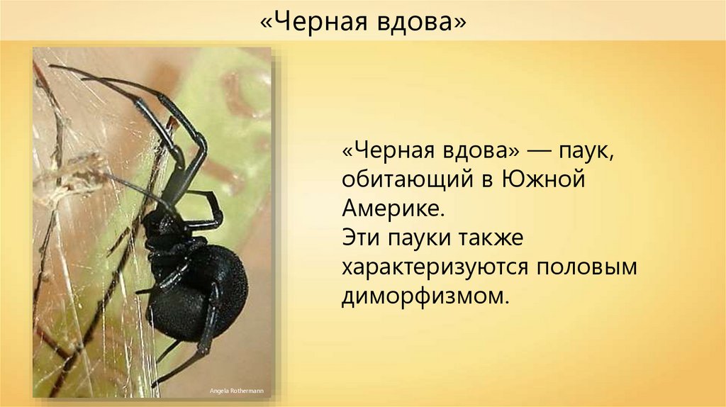 Паук черная вдова где обитает в россии фото