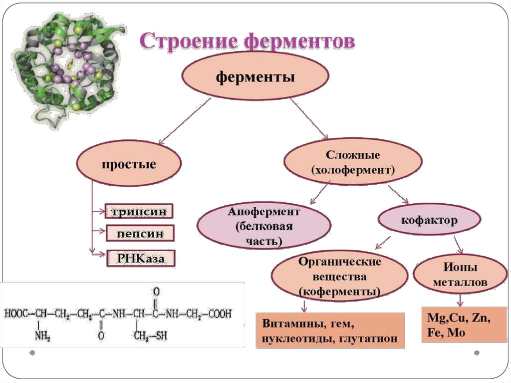 Классификация ферментов картинки