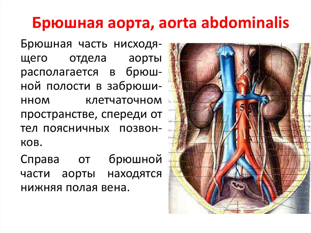 Аорта брюшной полости картинки