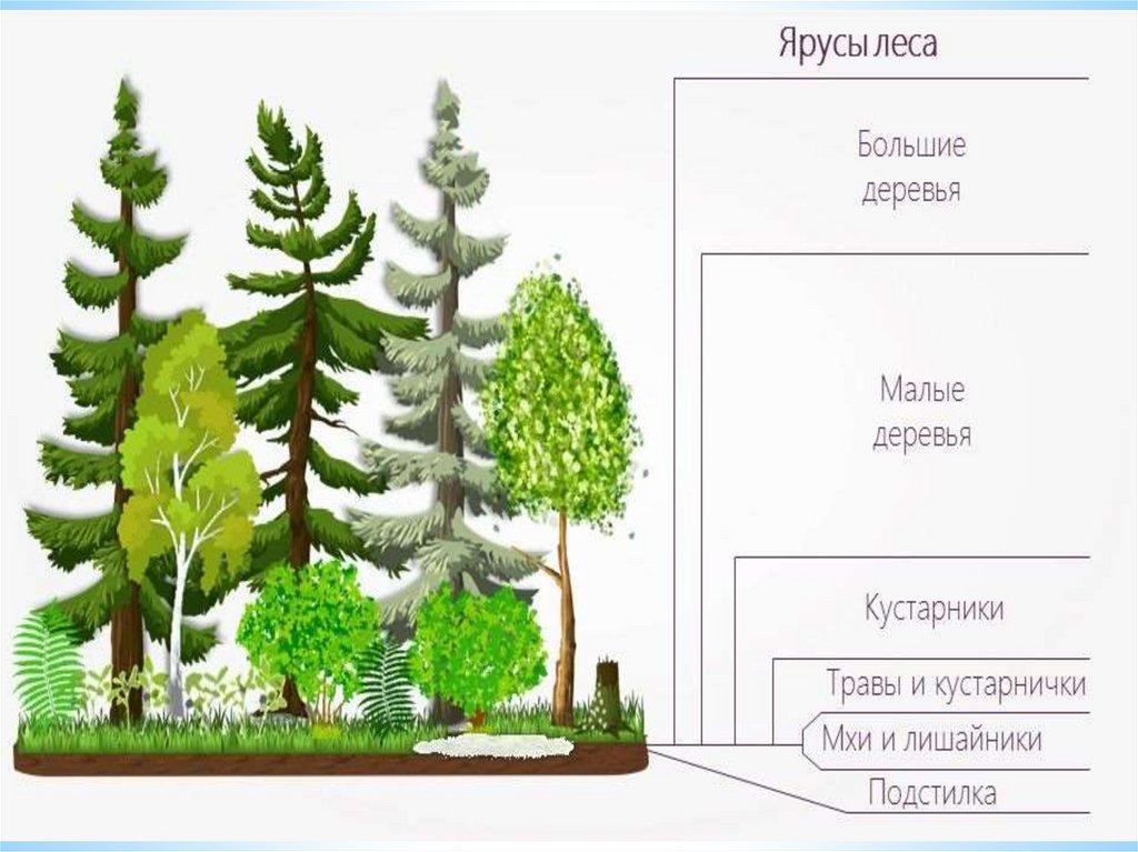 Из скольких ярусов может состоять еловый лес составьте схему работа в малых группах биология