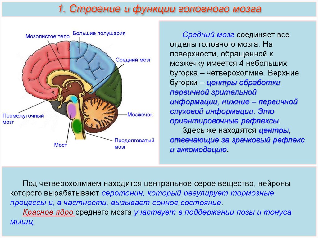 Строение и функции головного мозга презентация