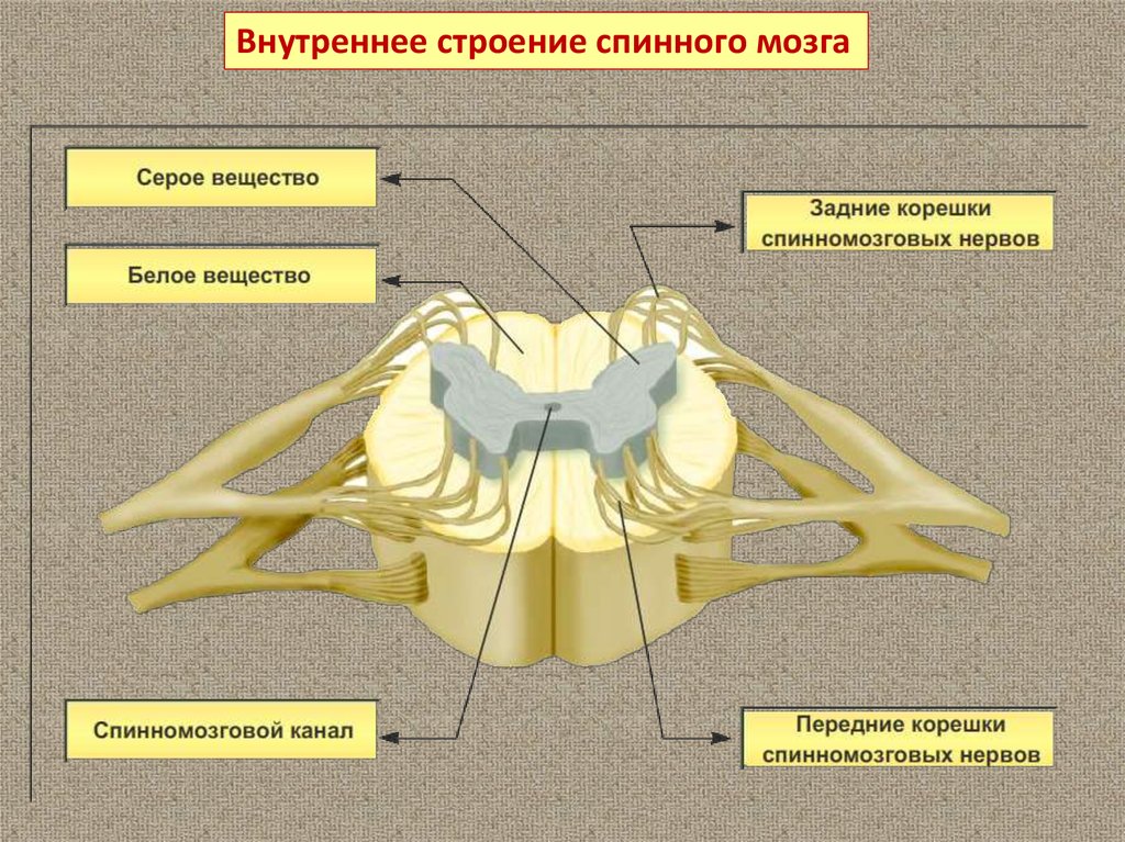 Серое и белое вещество спинного мозга рисунок