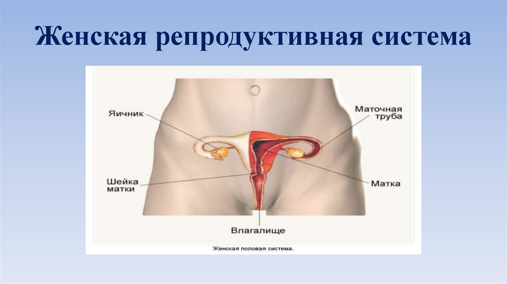 Схема половой системы женщины