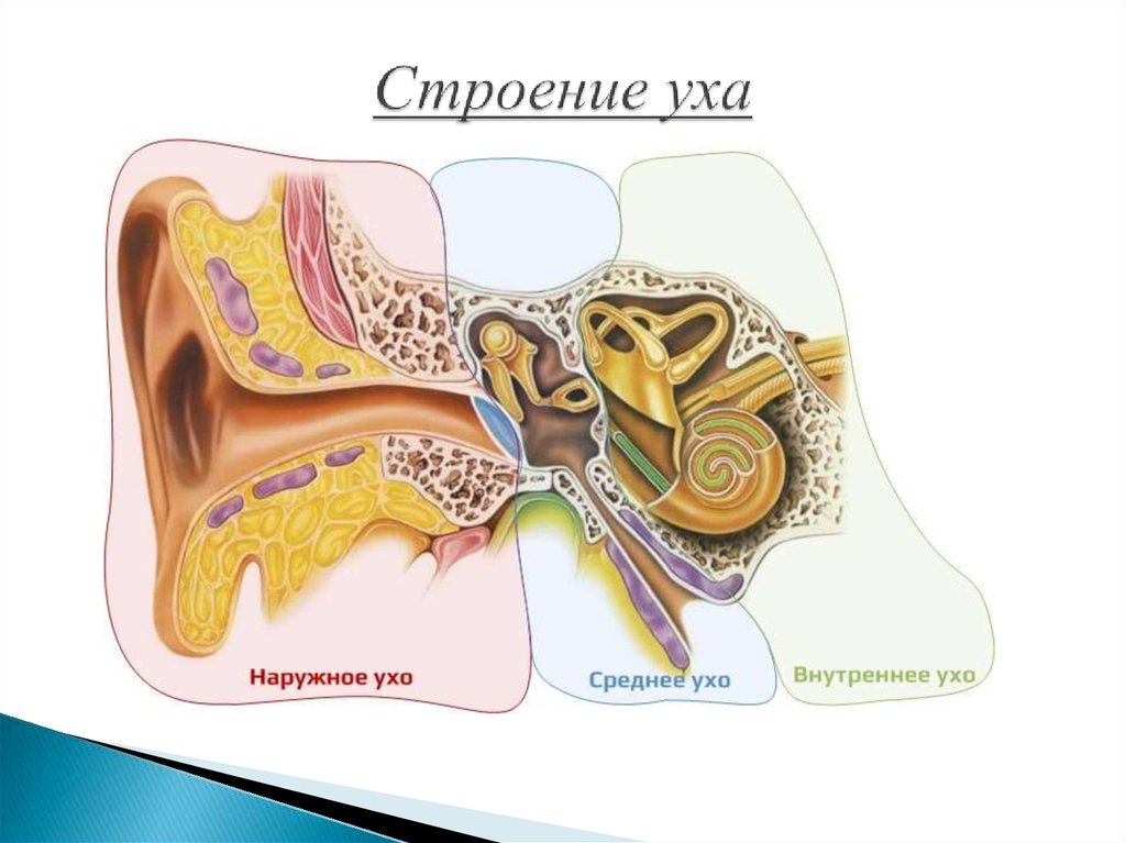 Среднее ухо схема