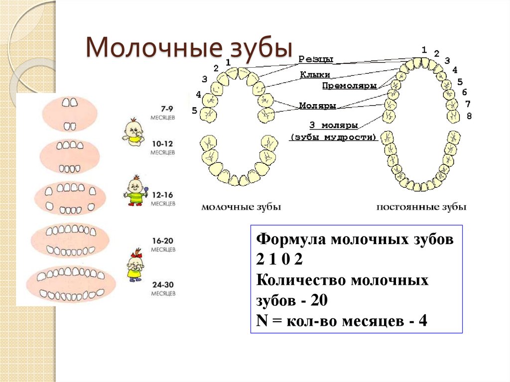 Формула зубов схема