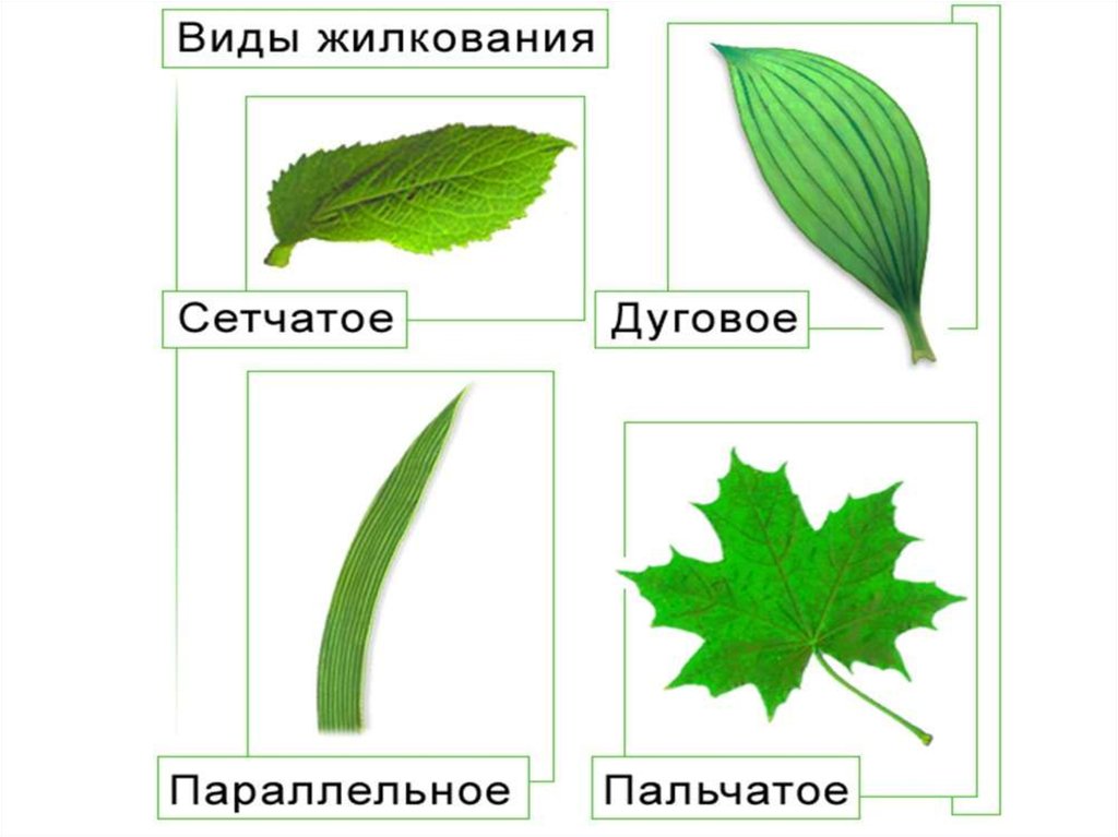 Пальчатое жилкование листа картинки