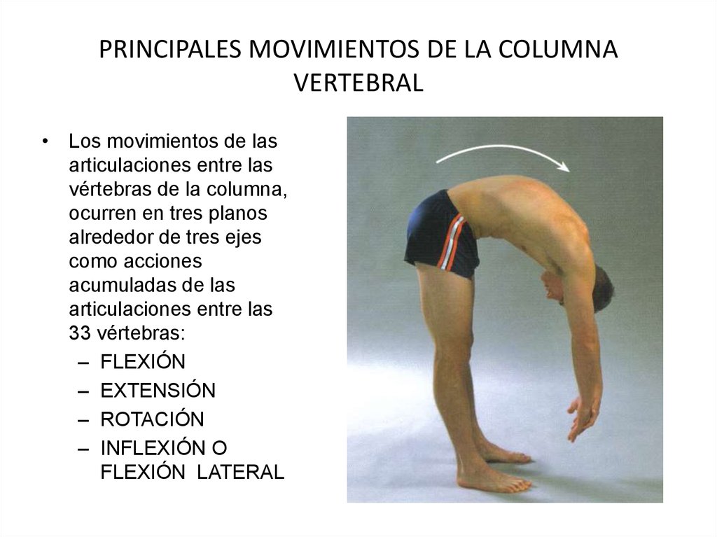 Movimientos y músculos de la columna vertebral презентация онлайн