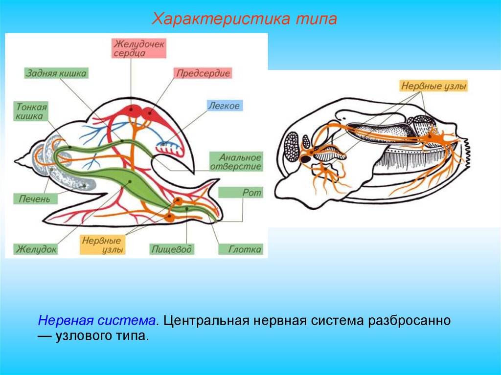 Схема строения нервной системы моллюсков