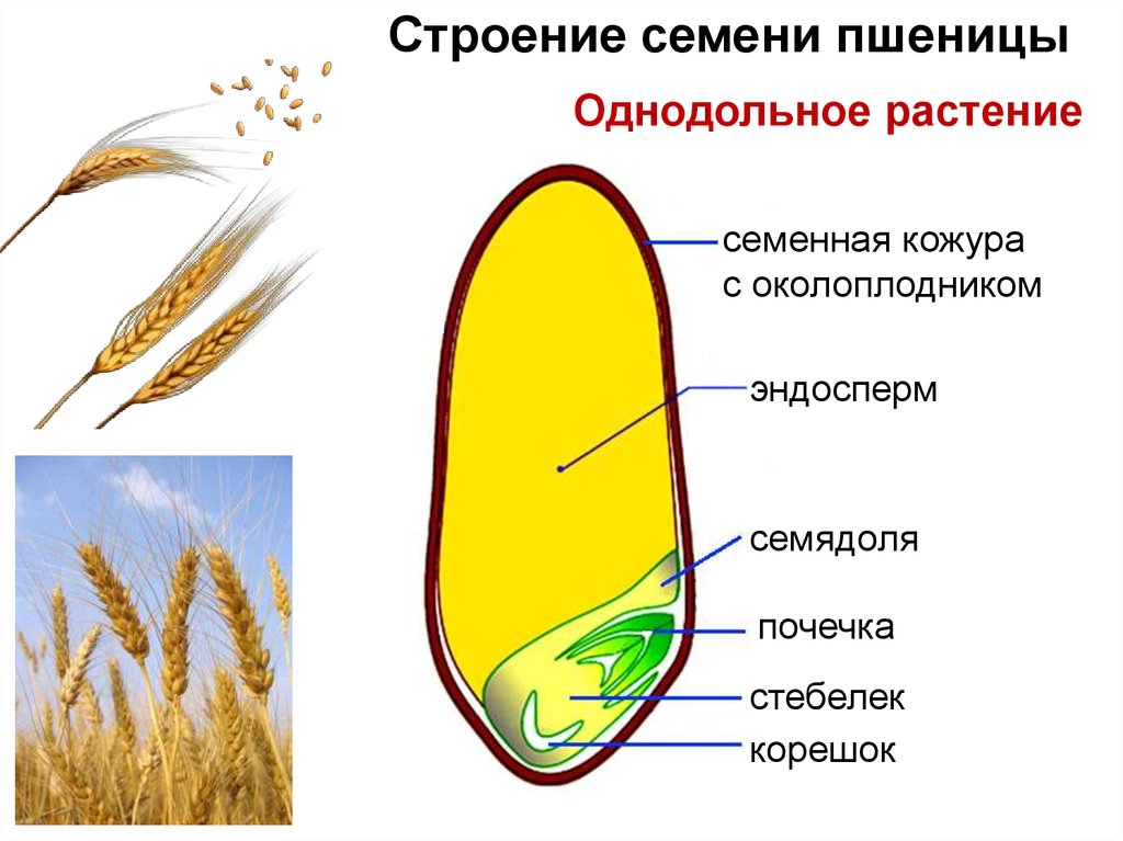 Рисунок строение семян однодольных растений