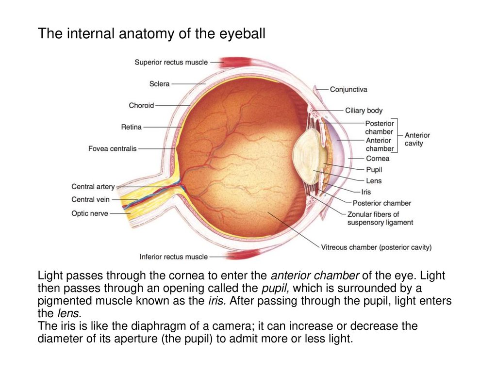 The internal anatomy of the eyeball
