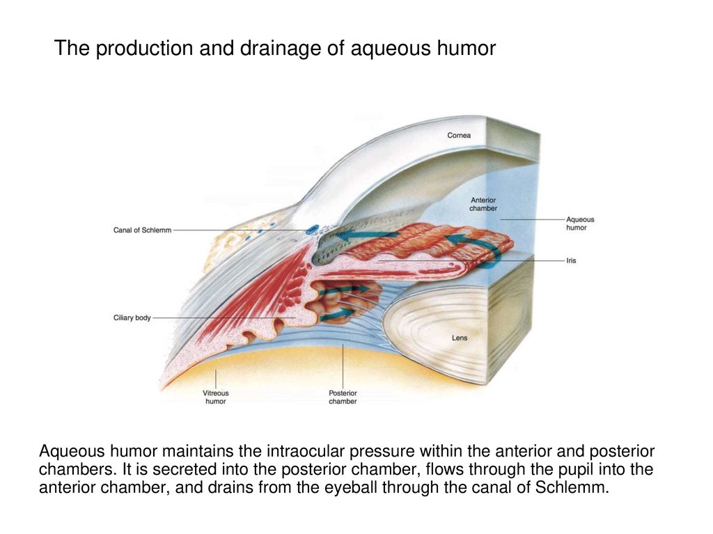 The production and drainage of aqueous humor