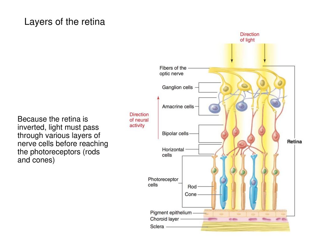 Layers of the retina
