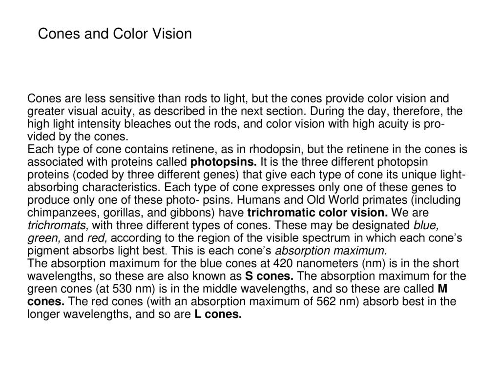 Cones and Color Vision