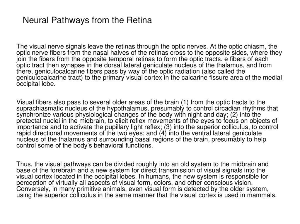 Neural Pathways from the Retina