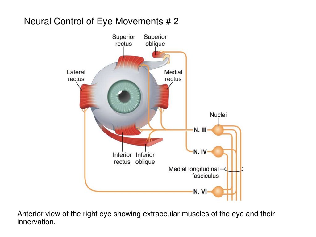 Neural Control of Eye Movements # 2