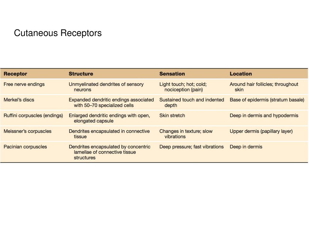Cutaneous Receptors