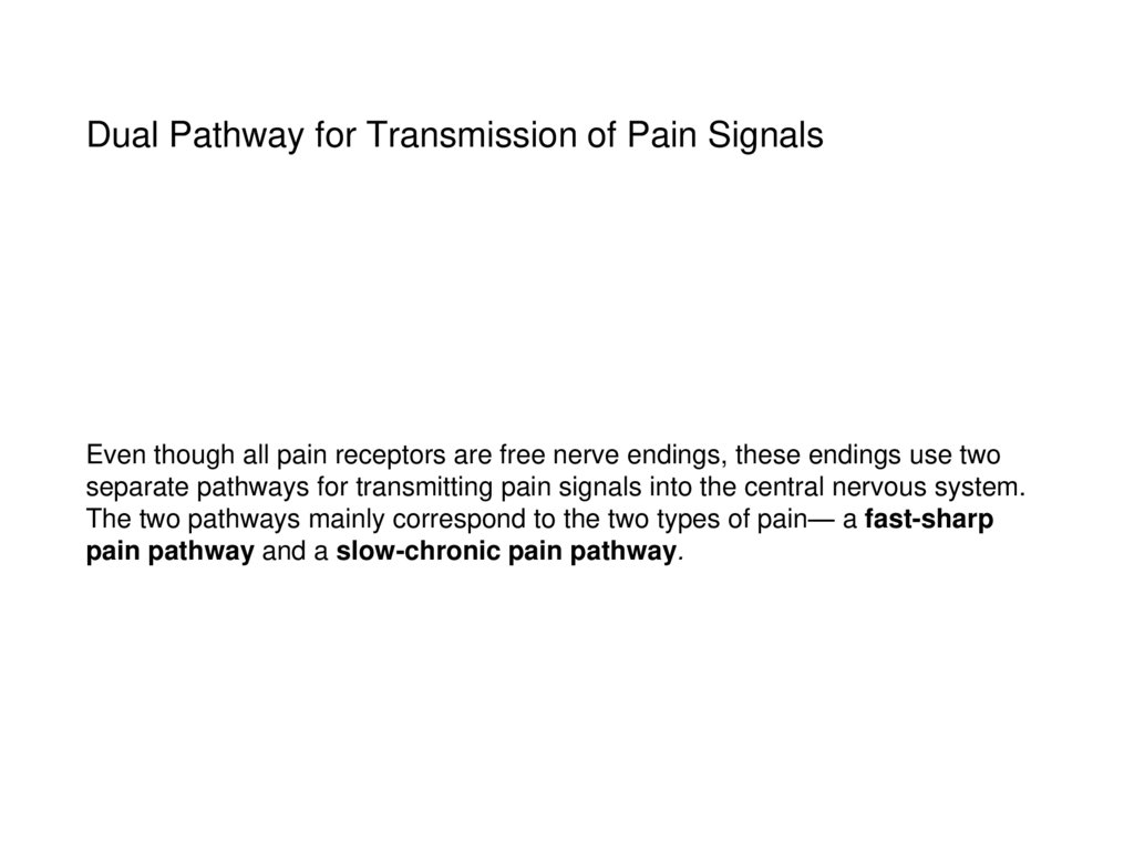 Dual Pathway for Transmission of Pain Signals