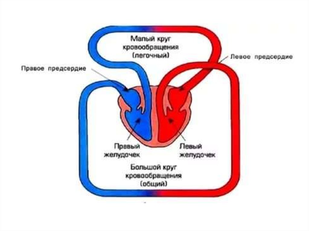 Круги кровообращения человека рисунок