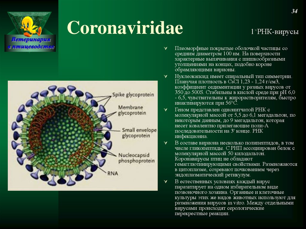 Cetosis coronavirus