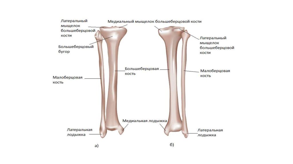 Берцовая кость картинка