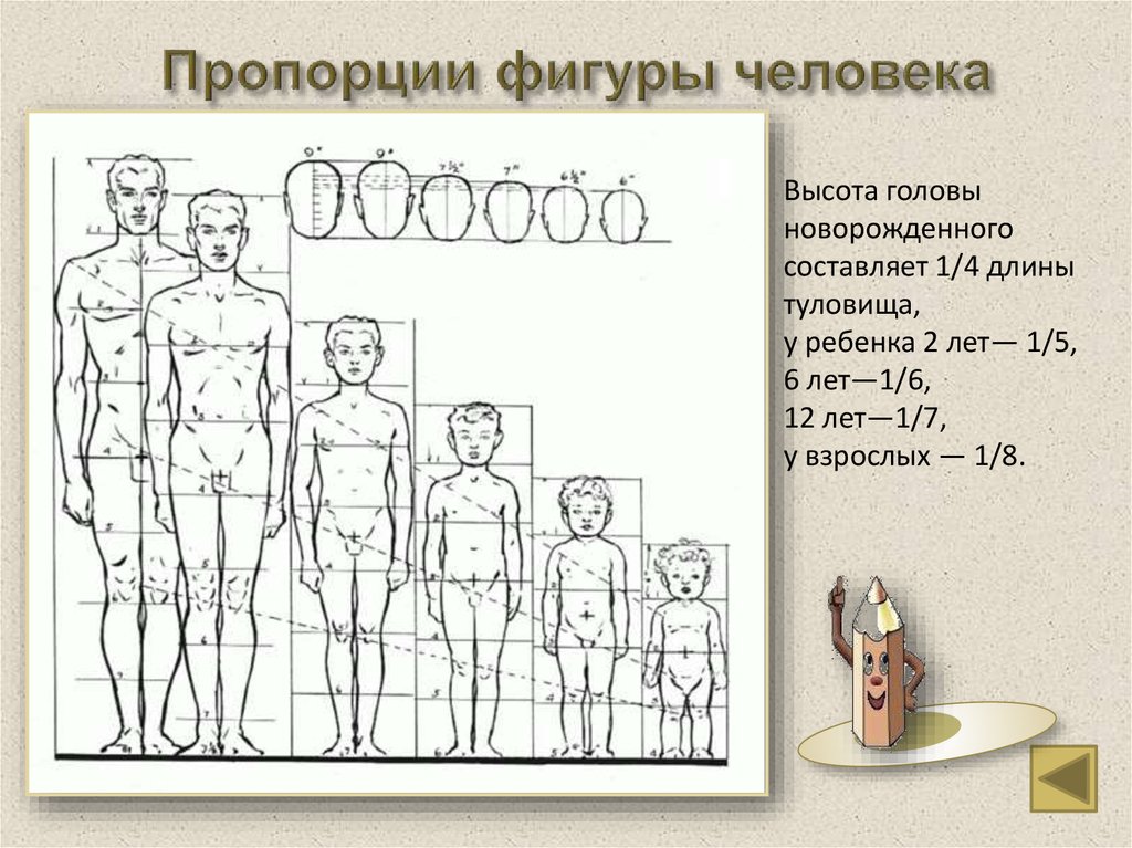 Пропорции фигуры человека презентация