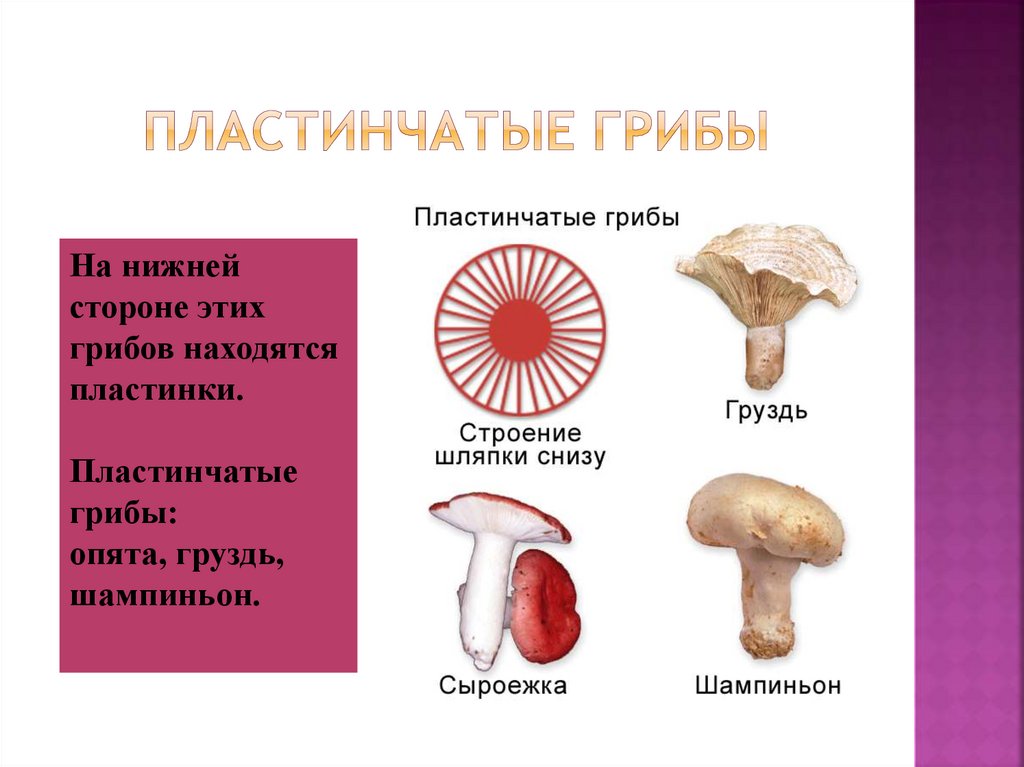 Пластинчатые грибы представители