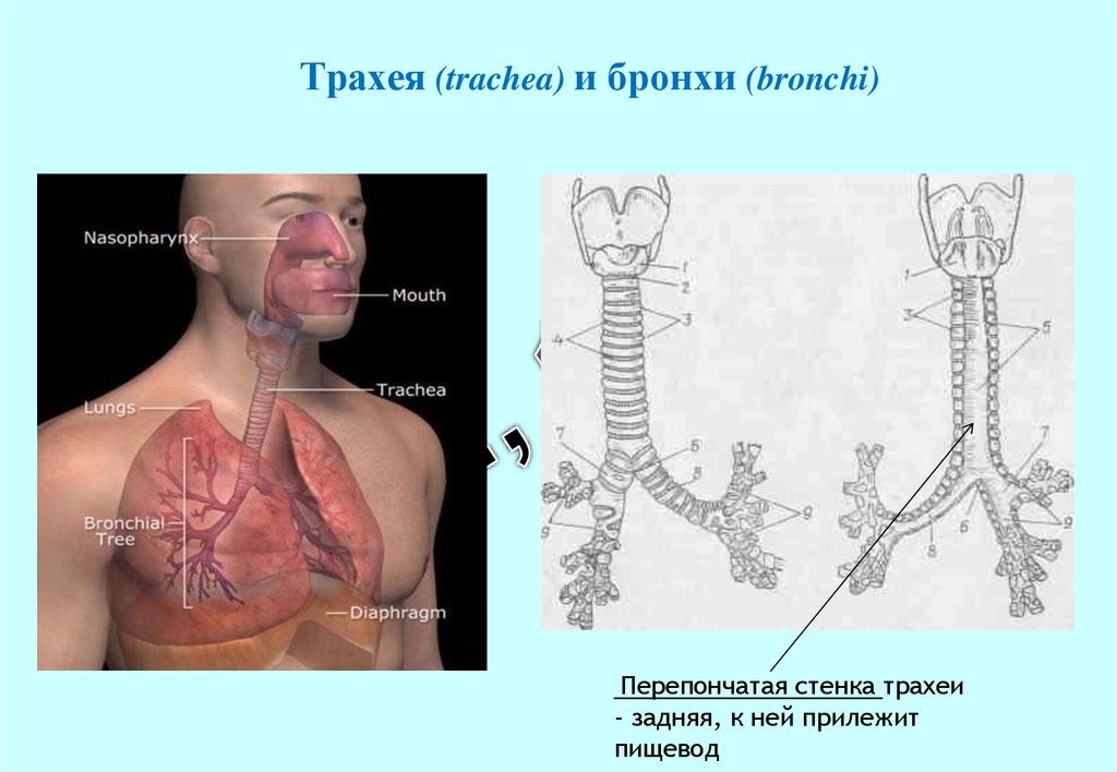 Бронхи где находятся у человека показать фото с названиями и описанием