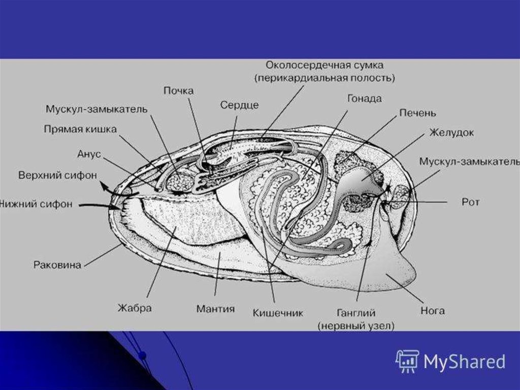 Двустворчатый моллюск рисунок