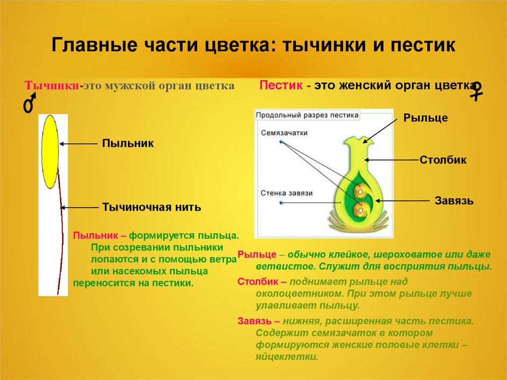 Схема пестика и тычинки