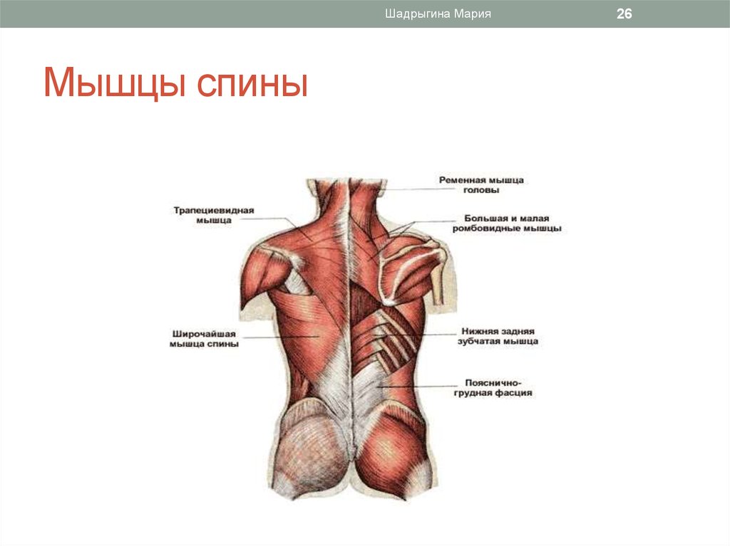 Широчайшая мышца спины анатомия картинки