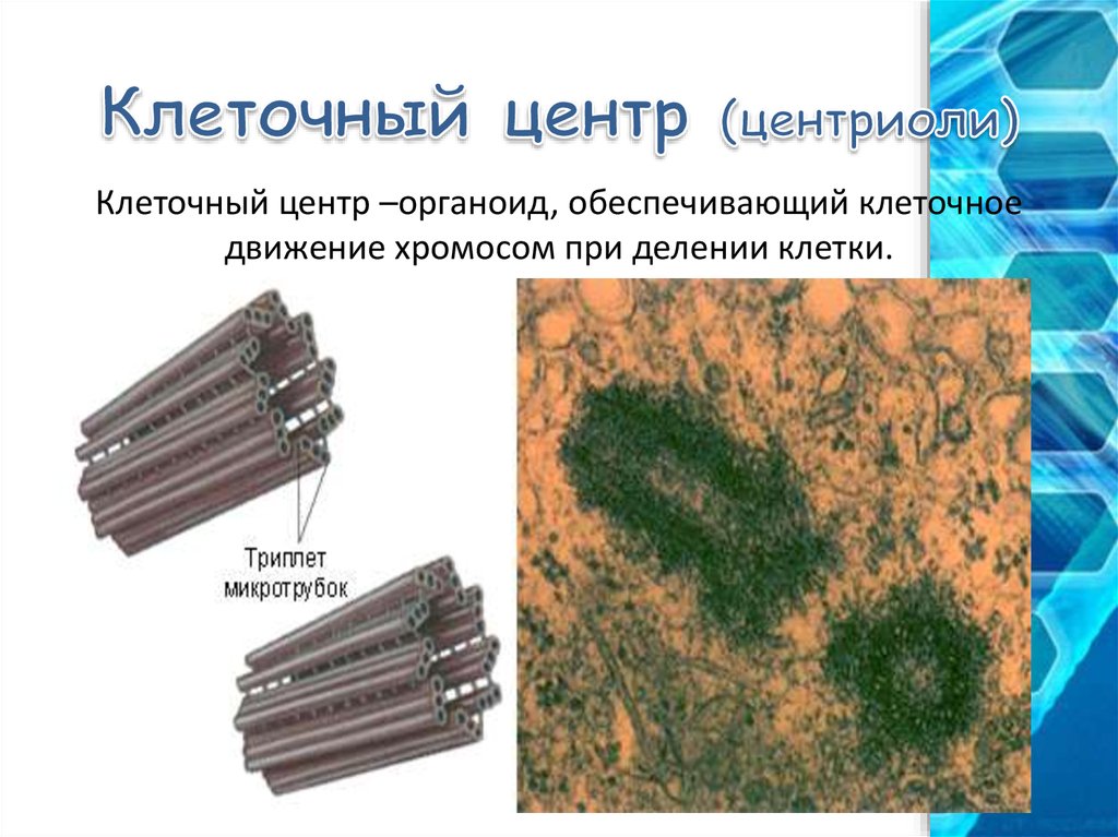 Клеточный центр картинка