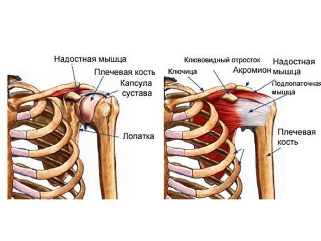 Плечевой сустав анатомия мышцы и связки