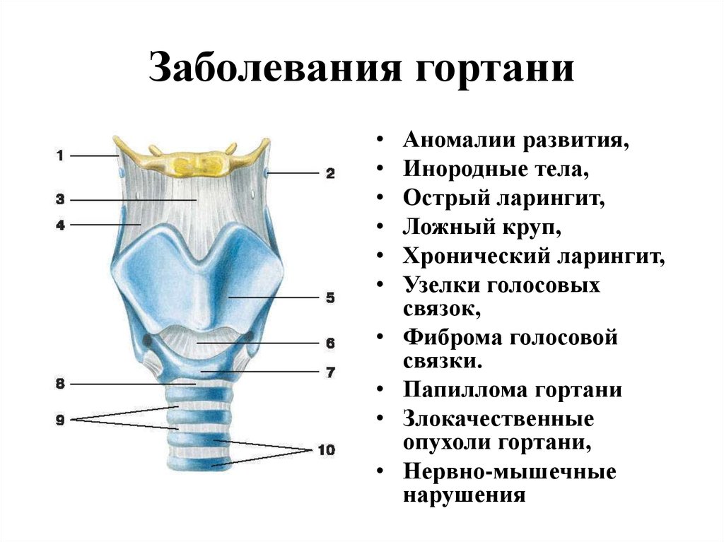 Схема строения гортани