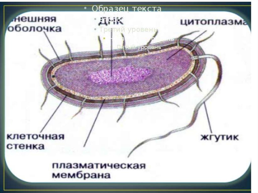 Строение бактерий рисунок с подписями