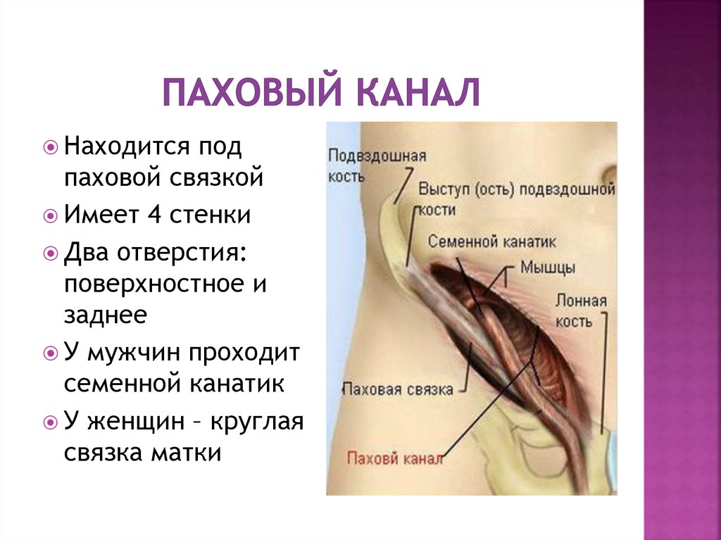 Схема паховой области