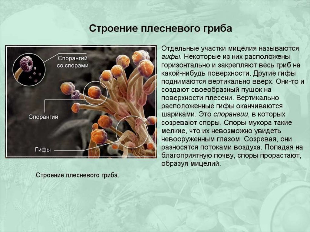 Плесневые грибы и дрожжи презентация