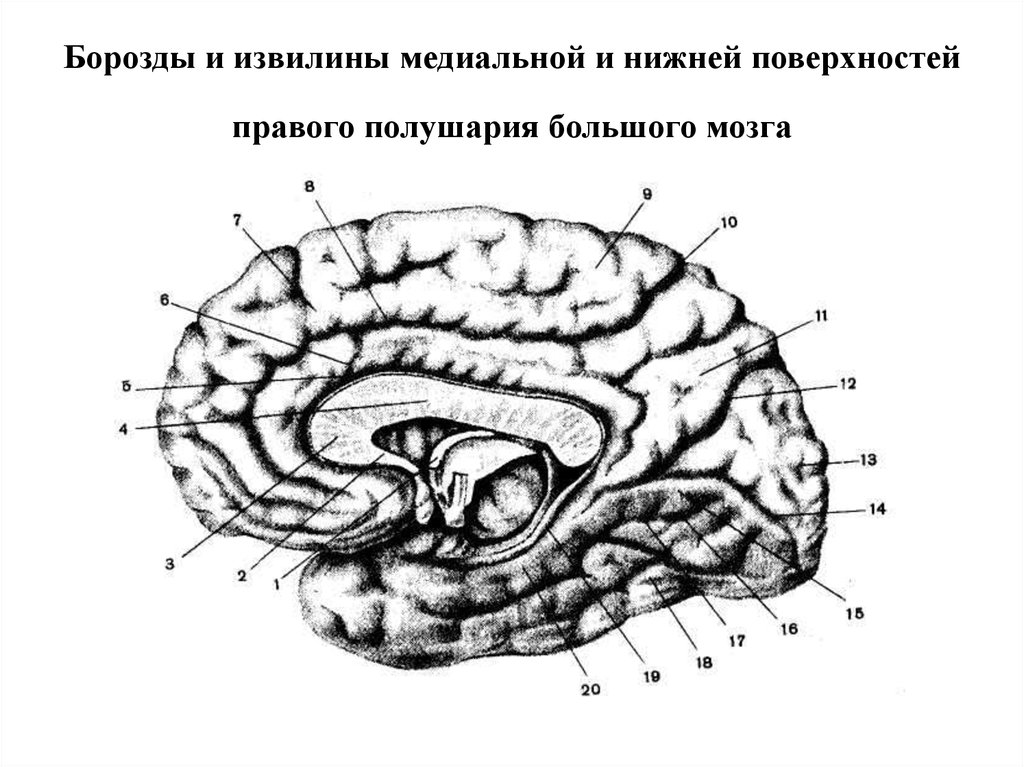 Борозды Головного Мозга Картинки