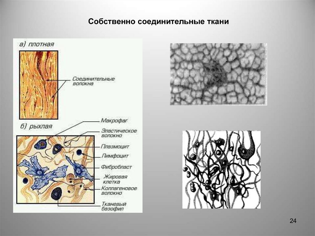 Соединительная ткань рниму презентация