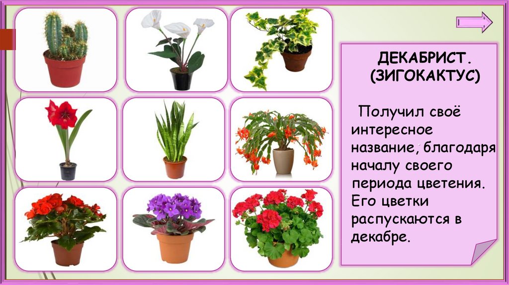 Растение по фото определить онлайн на русском в интернете бесплатно без регистрации